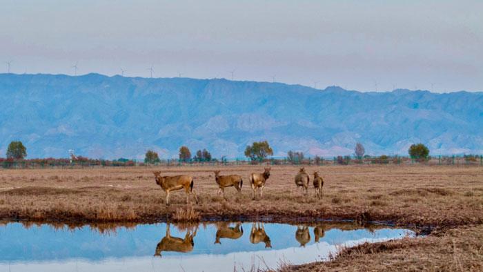 黃河濕地 呦呦鹿鳴