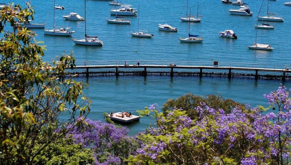 悉尼：藍(lán)花楹盛開