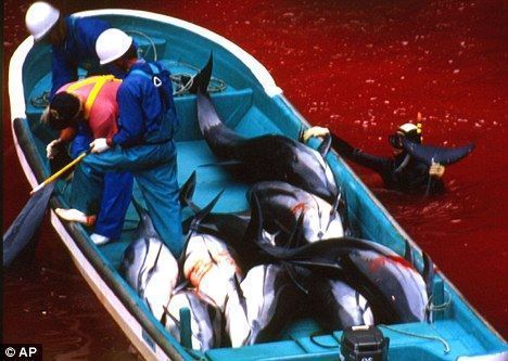 在太地町海灣，日本漁民宰殺海豚，周圍海水已被染成紅色。
