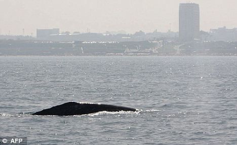 一頭灰鯨在以色列附近地中海海域浮出水面。