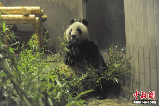 2011年2月22日，日本東京，雌性大熊貓“仙女”（“真真”）在上野動物園內(nèi)。