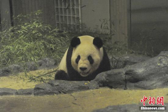 2011年2月22日，日本東京，雄性大熊貓“比力”（“力力”）在上野動(dòng)物園內(nèi)。