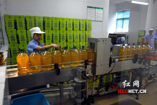 圖片說明：盡管山潤山茶油的生產(chǎn)線滿負荷，但要滿足市場的需求變得越來越吃力。