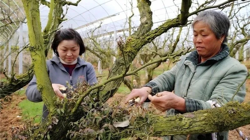 在建寧縣溪口鎮(zhèn)高圳村圍下嘴黃花梨種植基地，陳春花正在采收鐵皮石斛.webp.jpg