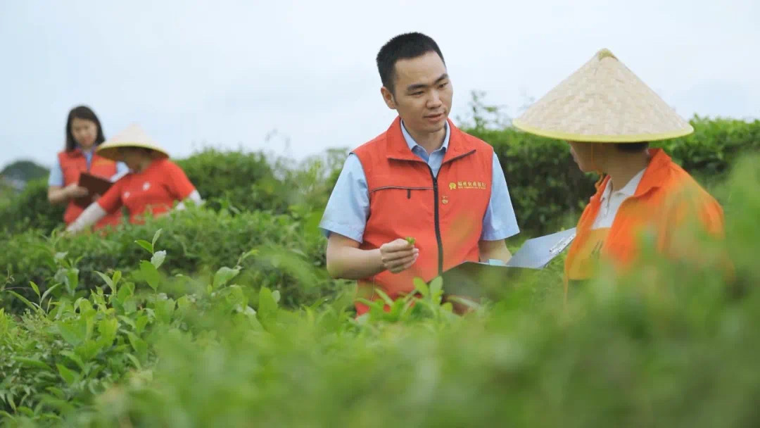福州農(nóng)商銀行金融助理在茉莉花茶園向茶農(nóng)了解茉莉花種植情況。.jpg