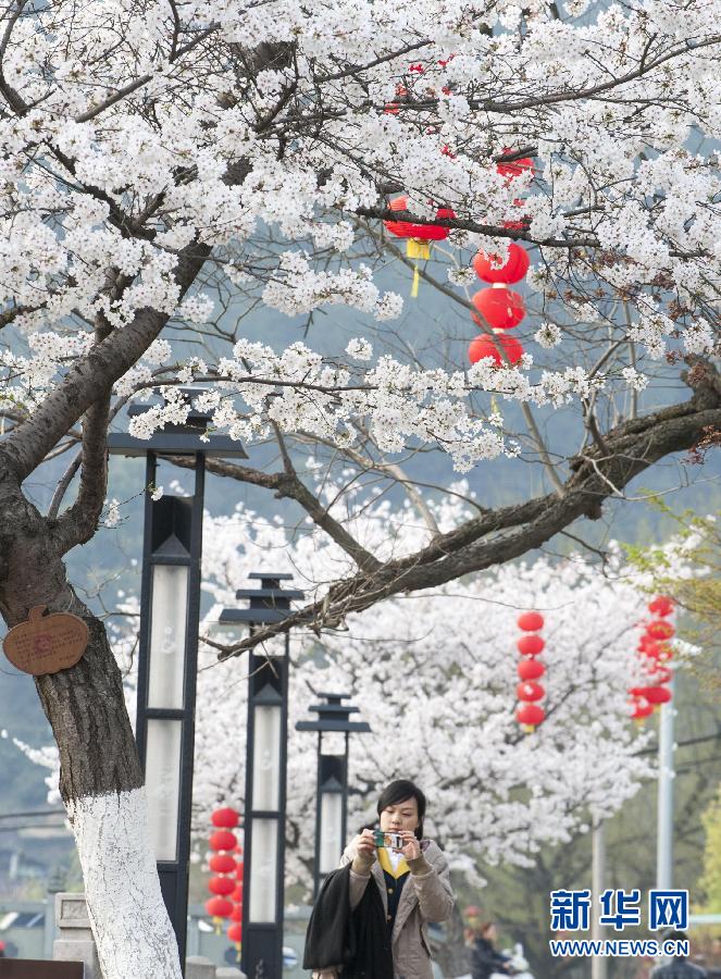 #（社會(huì)）（1）南國(guó)花開艷 賞櫻正當(dāng)時(shí)