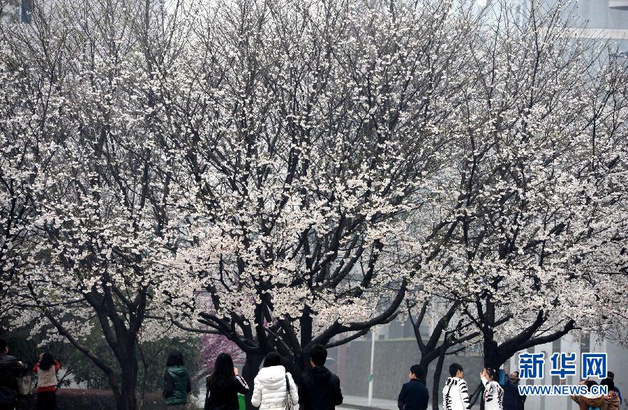 （社會(huì)）（1）春光無(wú)限好 校園賞櫻花