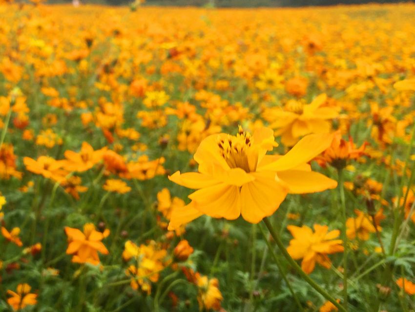 冬季到福州南江濱看花?！〗瘘S和橙色花朵別樣美
