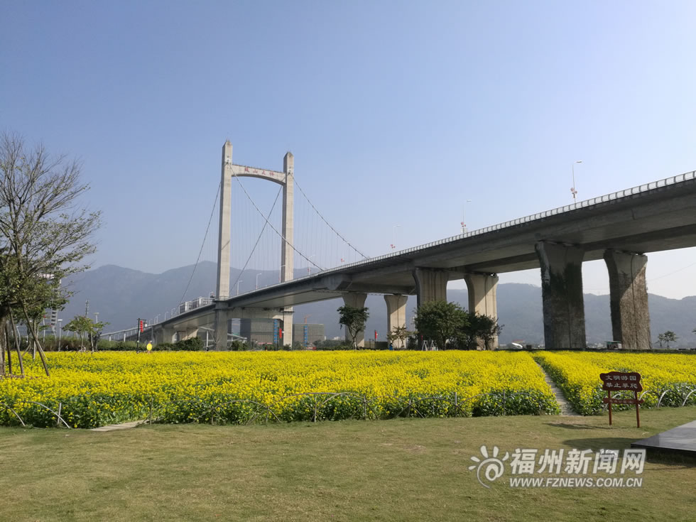 “福州藍(lán)”下，福州公園成金色花海
