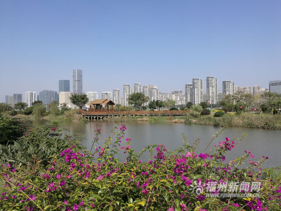 “福州藍(lán)”下，福州公園成金色花海