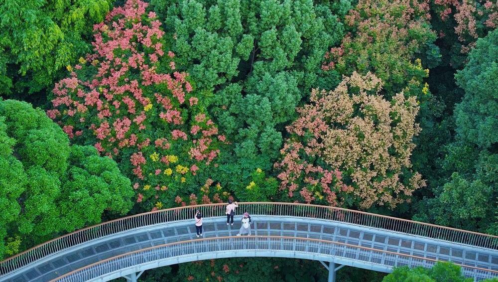 一樹(shù)欒花一樹(shù)秋 泉州市區(qū)大坪山欒樹(shù)花開(kāi)成海